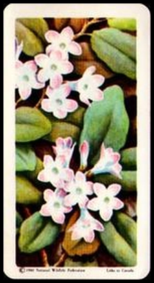 37 Trailing Arbutus